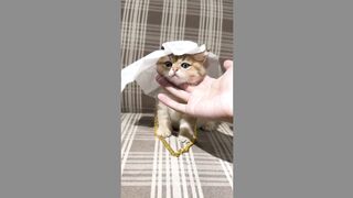 Cute cat fanny video