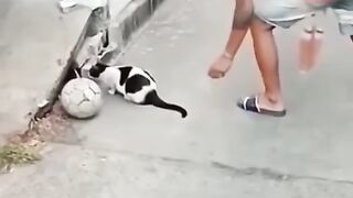 Funy cats7#funy#pets....