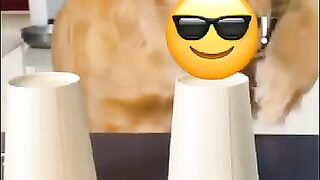 Funny Dog Tiktok Video ????‍????????????????????