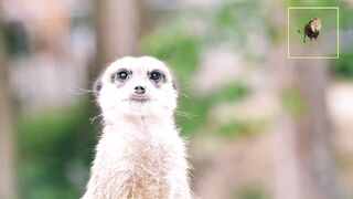 Meerkat movements