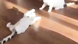 Funy cats 4#virl#funycats.....