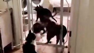 Funy cats2#vil#funy