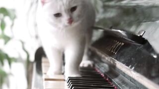 Butefull cat