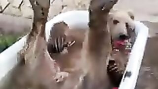 Funy video1#virl#funy...
