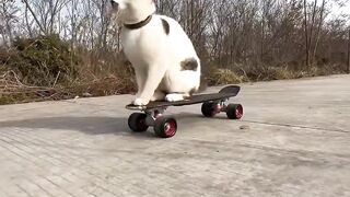 cat having fun