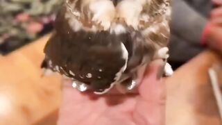 beautiful owl