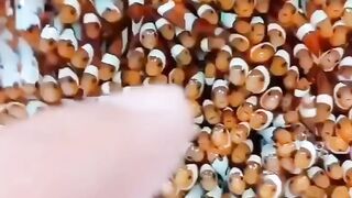 thousands of beautiful little fish