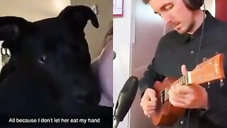 Hahaha  dog reaction #shorts #youtubeshorts