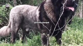 Biggest dog