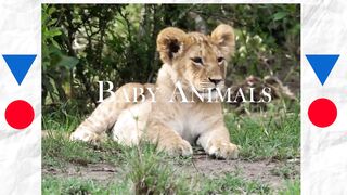 Baby Animals
