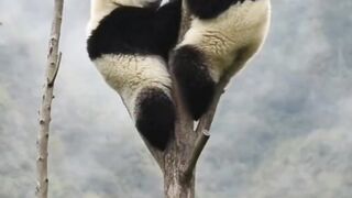 two beautiful panda lover couple