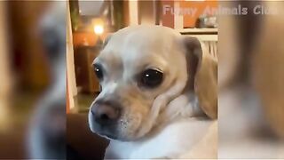 Funny video, pets funny video,cats funny video