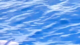flying fish