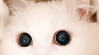 very beautiful kitten