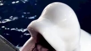 dolphin fish