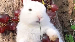 beautiful white rabbit