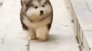 cute little puppy