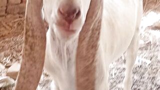 Cute animal having some fun