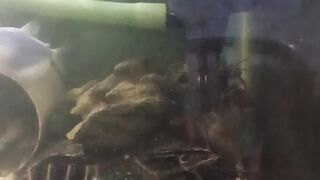 Indukan lobster