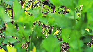 ​Never Buy Celery Again! (Regrowing Trick)