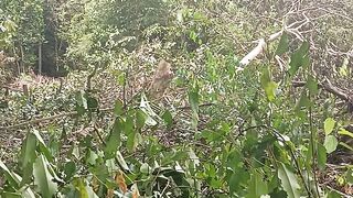 Kegiatan membuka lahan hutan yang baru dibuka untuk berkebun