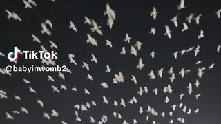 ABABEEL BIRD THIS IS MERRCAL