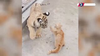 kucing yang lucu