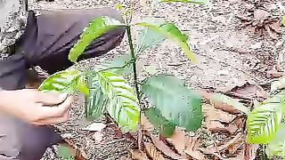 Petani kopi robusta
