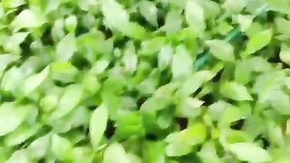 Pembibitan kopi pembibitan kopi di lampung barat