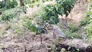 Perkebunan kopi robusta