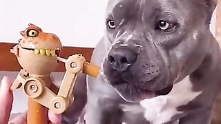Vc vai chorar de rir😭😄🤣