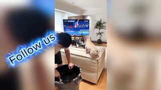 ⚠️ When Too Much Pampering Goes Too Far… A Risky Pet Moment!