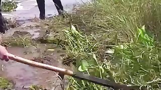 Working Hard to Unclog the Dam by Removing Floating Plants" (Best general phrasing)
