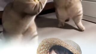 Kucing joget 3