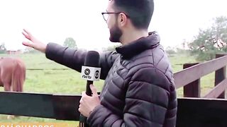 Cavalo Caramelo ganha companheira