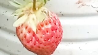 Morango gigante 3