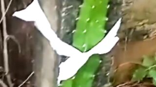 Pitaya 2