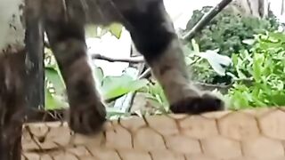 Gato pegando passarinho