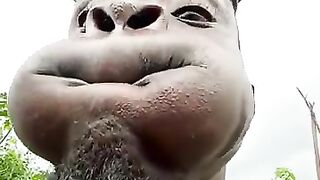 Olha o que ele faz 2
