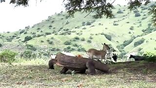 KOMODO DRAGON GETS HUNGRY