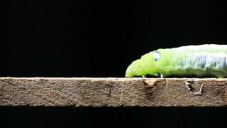 caterpillar-walking-on-a-wood-stick-to-the-right_1626926
