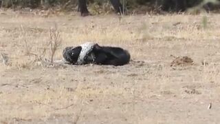 Python, Honey Badger & Jackal Fight Each Other 2