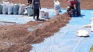 Kopi Lampung