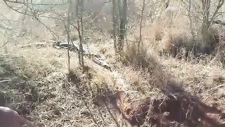 African Rock Python mating