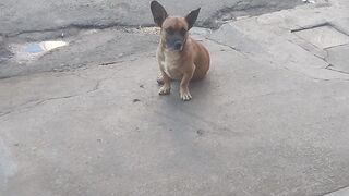 20 raças de cachorro #animals #cachorro