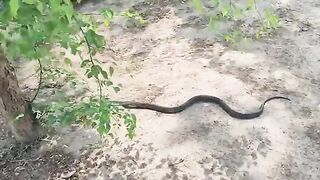 Mongoose and Giant Snake Face Off in the Forest