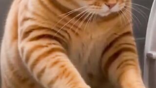 A inteligência dos gatos está indo longe demais... 😂