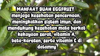 Buah EGGFRUIT
