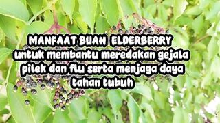 Buah ELDERBERRY
