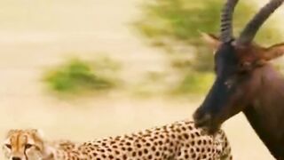 leopardo #animals #leopard